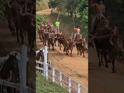 carro  com 20 bois no MULTIRÃO Dom viçoso mg