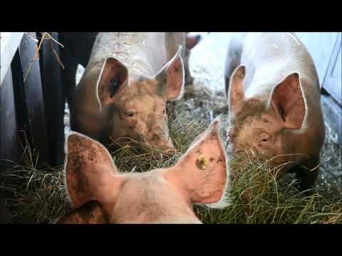 TAGWERK - Schweinisch gutes Leben auf dem Hof von Günter Braun