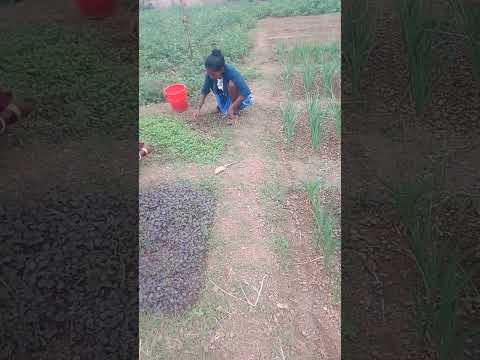 Shaga #video #viral #shorts