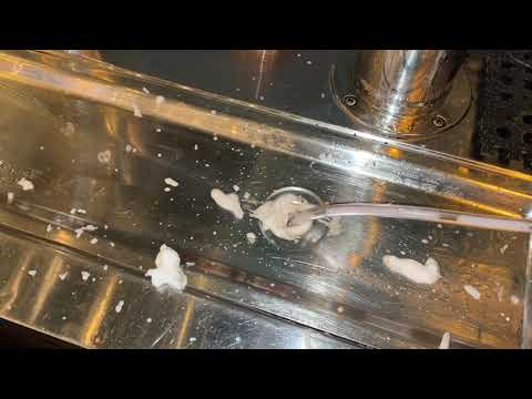 Hidden Clogged Drain Causes Fruit Fly Infestation in Martinsville, NJ