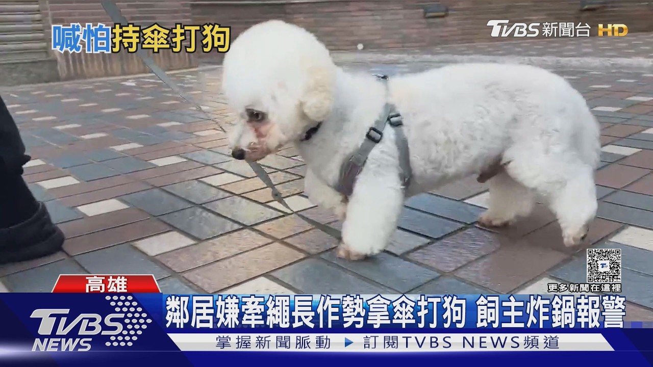 影音/ 嫌牽繩太短! 女搭電梯怕被比熊犬咬 竟拿傘作勢攻擊