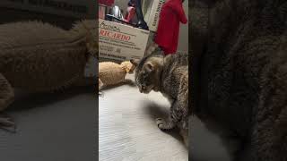 Bearded dragon gets flared up… #cat #beardeddragon #lizard #reptile #catshorts #shorts