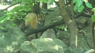 This red fox is very interested in what it's sibling is doing at the columbus zoo #redfox #animals 