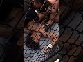 Matt Hughes with one of the GREATEST slam knockouts in UFC history! ?