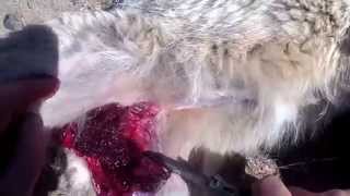 Bloody 6x45mm AR15 VS Coyote live flesh test necropsy