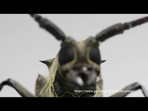 シロスジカミキリの顔をフォーカスブラケットで