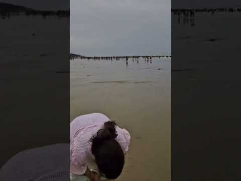 mango on the beach | pom Mango|