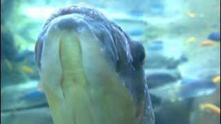 preview picture of video 'Fish at the alligator tank at the San Diego Zoo'