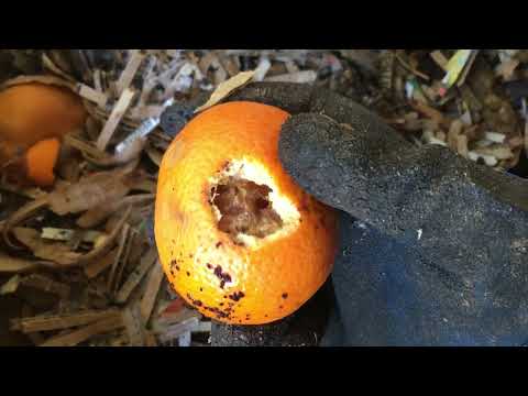 VermiBag Mammoth October 18, 2022