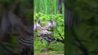 Frogs last wish was to fly 🐸 ✨ #frog #funny #animals #fyp