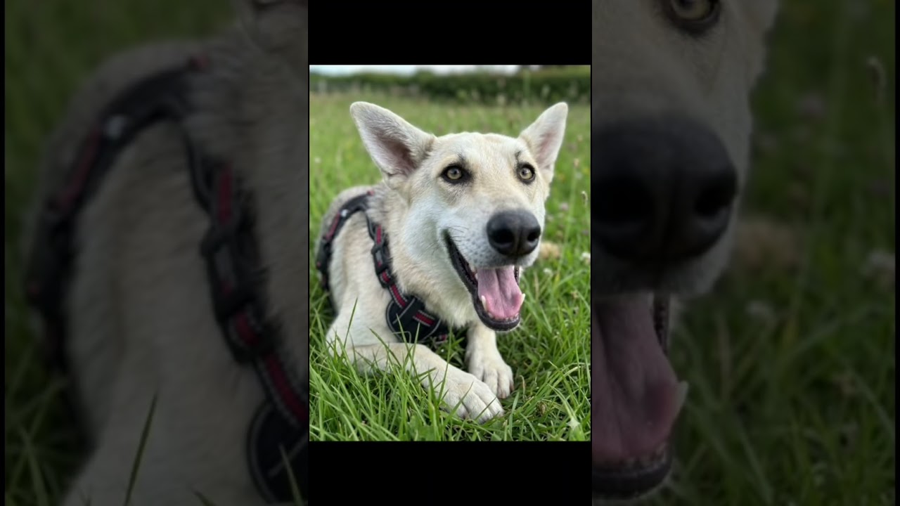 Lucy, a ADOPTABLE mixed breed in Burbank, CA video 6/6