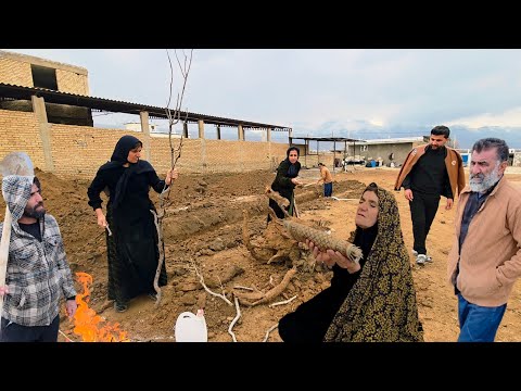 A Busy Day at Paren Farm 🌾: Family Work & Fatemeh’s Delicious Cooking 🍲🥘