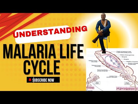 Malaria Life cycle | plasmodia | Parasitology 