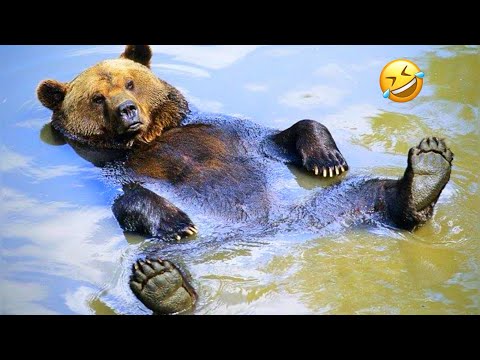 Compilation d'ours les plus drôles | vidéos d'animaux les plus drôles | vidéos de 10 minutes les plus intéressantes
