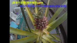 [農家の菜園]21/05/15　栽培の現状報告part6 南国植物など　[家庭菜園]