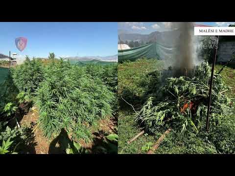 Top News- Mbolli parcelën me kanabis/ Pranga 54-vjeçarit në Malësi të Madhe, asgjësohet droga