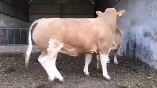 Download lagu Sapi jumbo kawin mp3