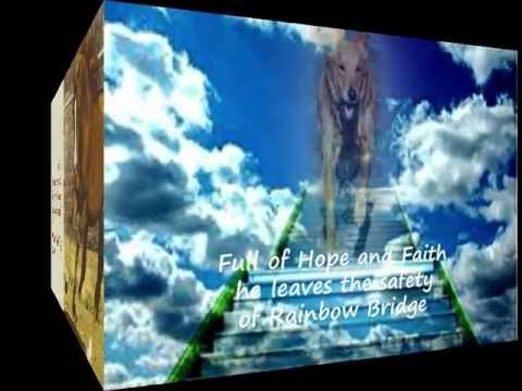 Return from Rainbow Bridge- Animals afterlife & Reincarnation l Brent Atwater the Animal Medium™