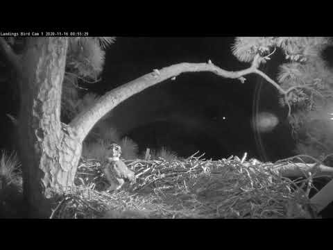 Great Horned Owl Brings A Midnight Meal To Savannah Nest – Nov. 16, 2020