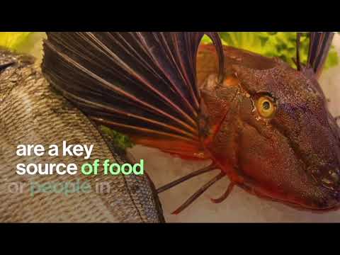 FISH WITH LEGS AND WINGS .. THIS IS A NEW REALITY