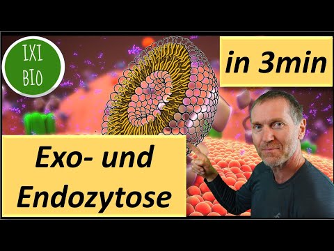 Biology in a nutshell - Exo- and endocytosis explained in three minutes - Top marks in the BioAbi...