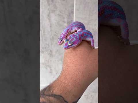 The stunning color of these leopard geckos🫨💙💖