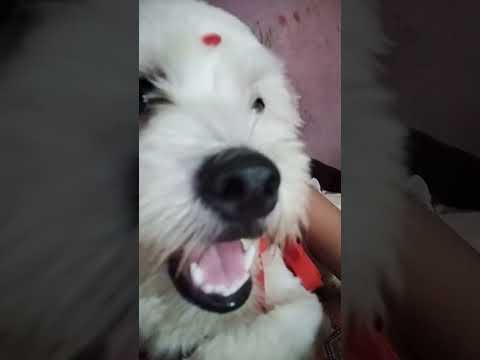 #comedy #all bhupinder jodi