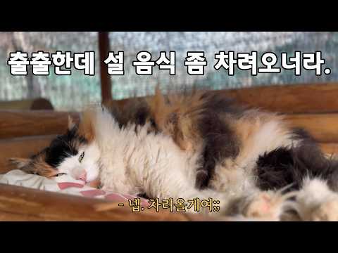 고양이들을 위해 설날 음식을 준비했습니다.