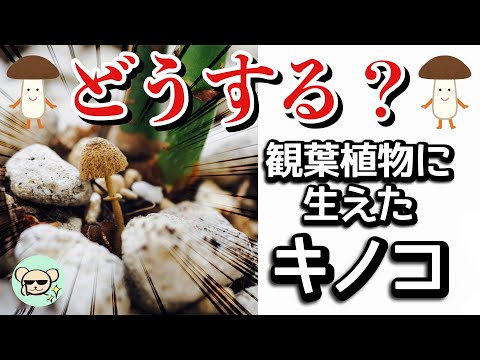 園芸 春に欠かせないキノコ