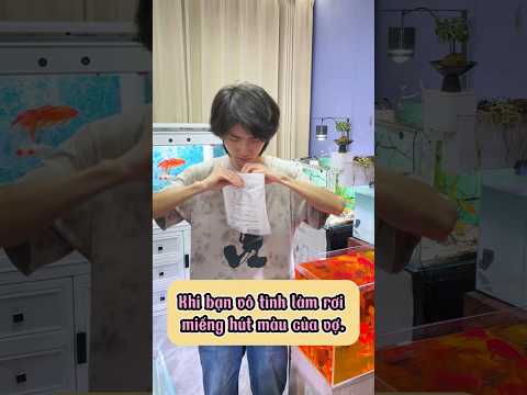 Khi bạn vô tình làm rơi miếng hút màu vào hồ cá #viral #shorts