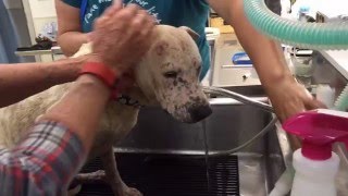 41 dogs rescued from Mexico!