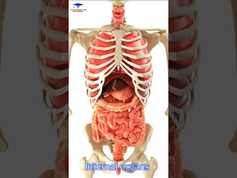 Human Internal organs 3D Animation  /// #organs #shoertsvideo