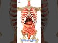 Human Internal organs 3D Animation  /// #organs #shoertsvideo