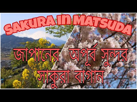 Beautiful Cherry Blossom (Sakura) in Nishihirabatake and Aguri Sagayamaen Park,Matsuda. Kanagawa