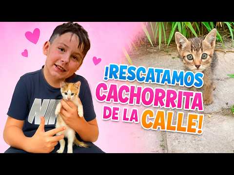 ¡Así encontramos a dos gatitos solos bajo la tormenta!
