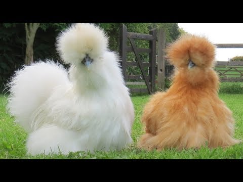 Silkie Chickens | Nature’s Fluffy Incubators