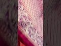 Silk Tanchoi Saree