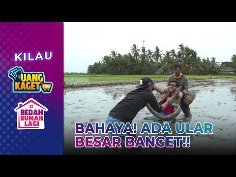Waduh! Bobby Berusaha Menangkap Ular!! - Kilau Uang Kaget & Bedah Rumah