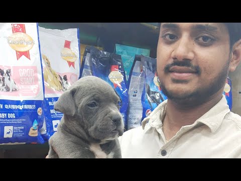 download lagu mp3 mp4 American Bully Price In Mumbai, download lagu American Bully Price In Mumbai gratis, unduh video klip American Bully Price In Mumbai