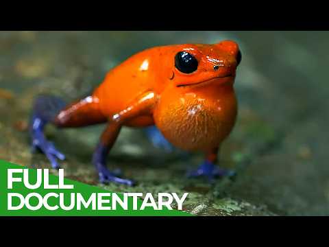 The Wildlife of Costa Rica