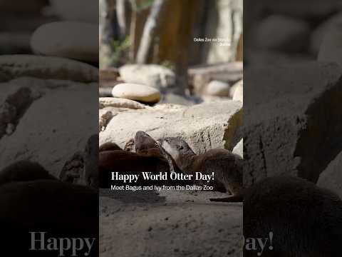 Happy World Otter Day!
