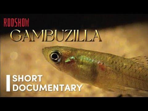 "GAMBUZILLA" | Short Documentary  Film