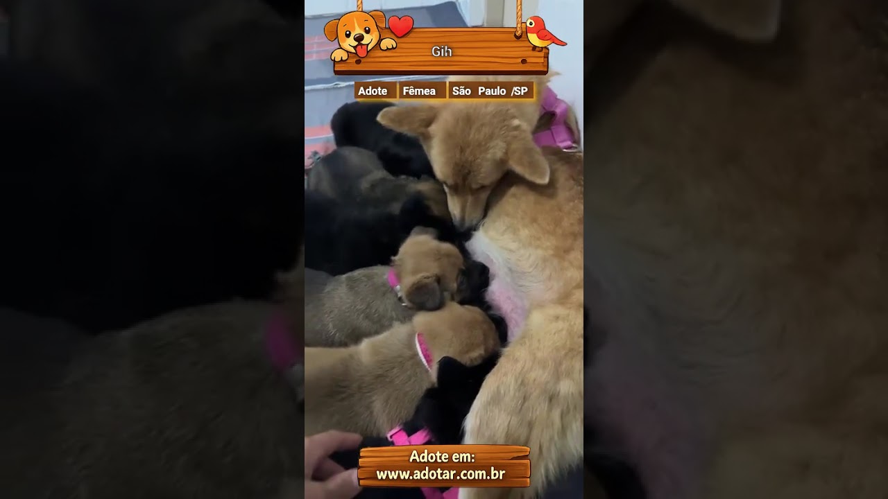 Cachorro raça SRD-ViraLata idade Abaixo de 2 meses nome Gih