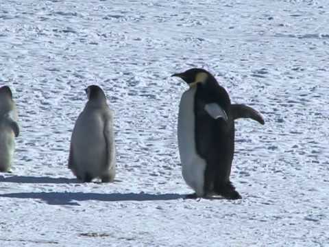 Antarctica cruise 2010-Emperor penguins 