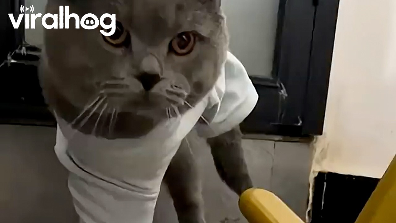 Cat Walks in Tiny Steps After Legs Slip Into Same Sleeve || ViralHog