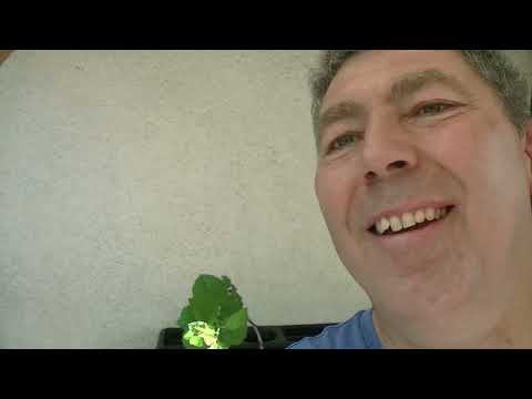 Literat Erstgestaltung ( 2022 - 51 )