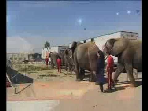 Vorschau: Jana, Elefanten & Exoten im Circus Krone (Nr. 92)