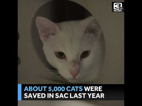 Barn Cats adopted in Sacramento