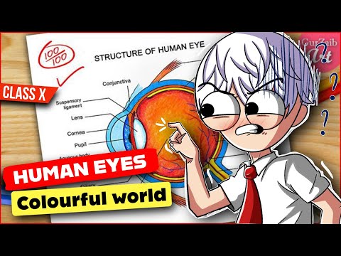 Human eye and the colourful world class 10 ( animation ) in 30 minutes - one shot￼