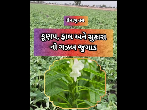 250ml Plant Growth Promoters